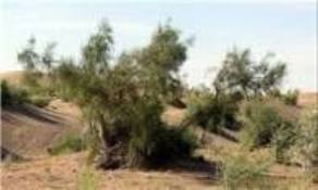 اختصاص  ۶ میلیارد تومان برای  اجرای طرح های بیابان‌زدایی و ترسیب کربن در گلستان .