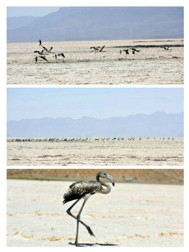 بررسی آخرین وضعیت فلامینگوهای تالاب بختگان بررسی آخرین وضعیت فلامینگوهای تالاب بختگان