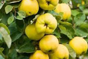 آغاز برداشت بِه از باغ های استان اصفهان