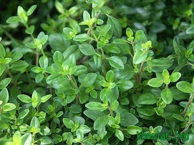 با شفادهندههای طبیعی آشنا شوید با شفادهندههای طبیعی آشنا شوید