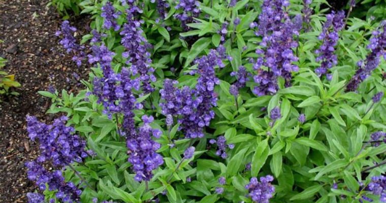 با شفادهندههای طبیعی آشنا شوید با شفادهندههای طبیعی آشنا شوید