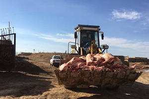 معدوم کردن گوشت و لاشه در تاسوعا و عاشورا