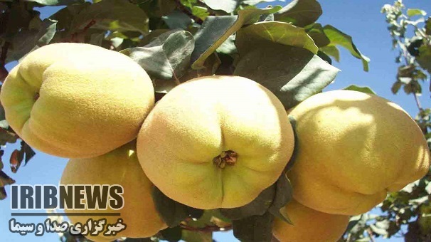 آغازبرداشت میوه به درماهنشان استان زنجان آغازبرداشت میوه به درماهنشان استان زنجان