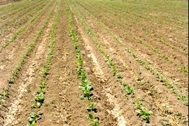 کشت چغندر پاییزه در ۱۰۰ هکتار از مزارع گیلانغرب کشت چغندر پاییزه در ۱۰۰ هکتار از مزارع گیلانغرب