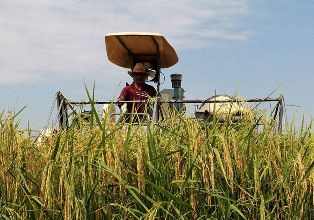 آغاز برداشت کشت دوم برنج و رتون در قائم شهر