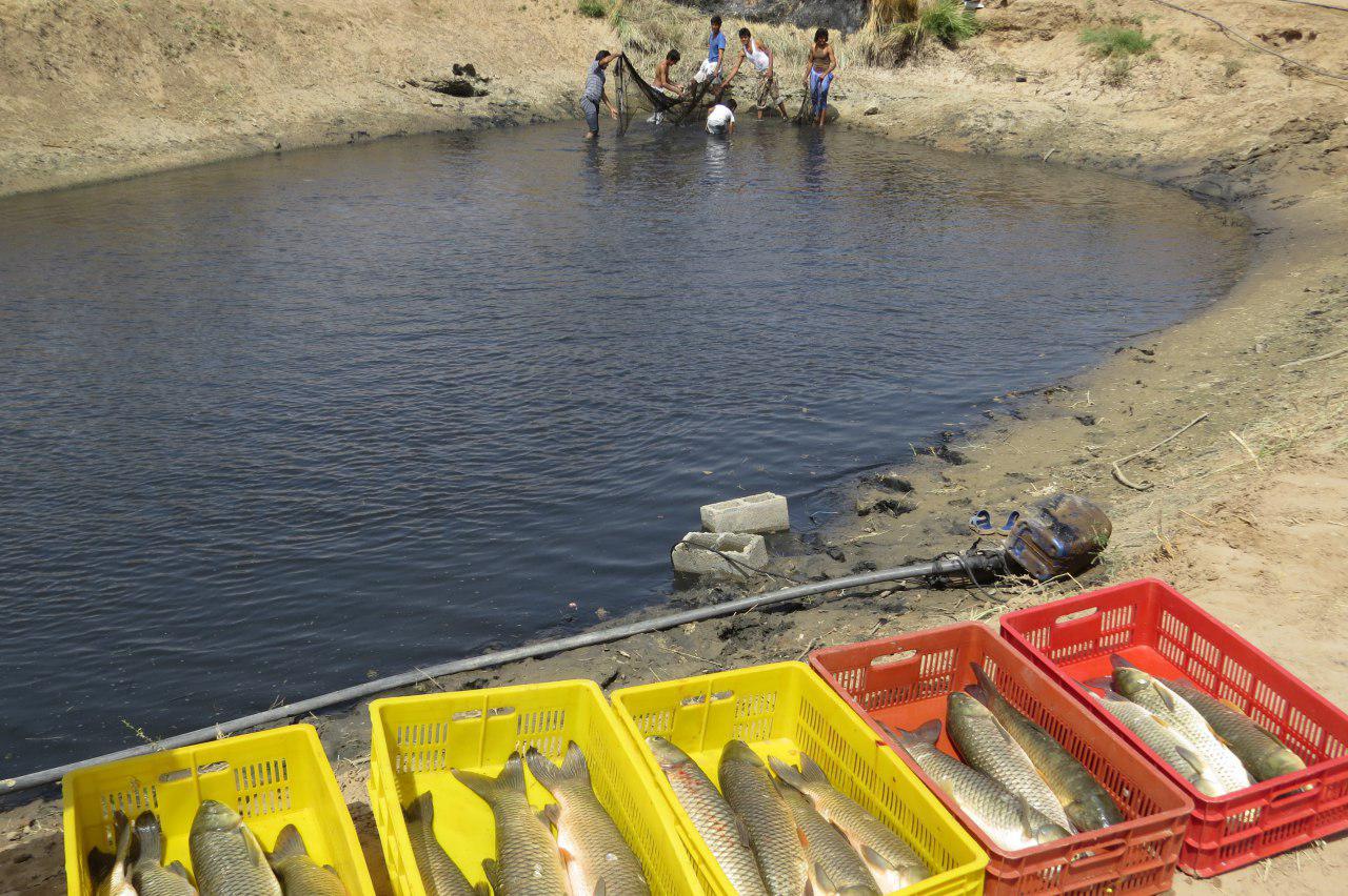 آغاز صید ماهیان گرمابی درریگان
