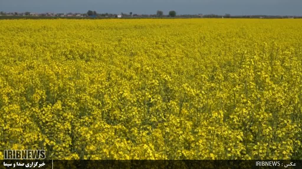 آغاز کشت دانه روغنی کلزا در شهرستان پارس آباد