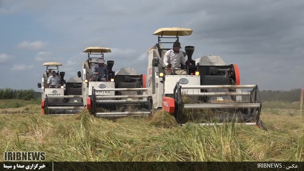 آغاز برداشت برنج از شامات شهرستان پارس آباد