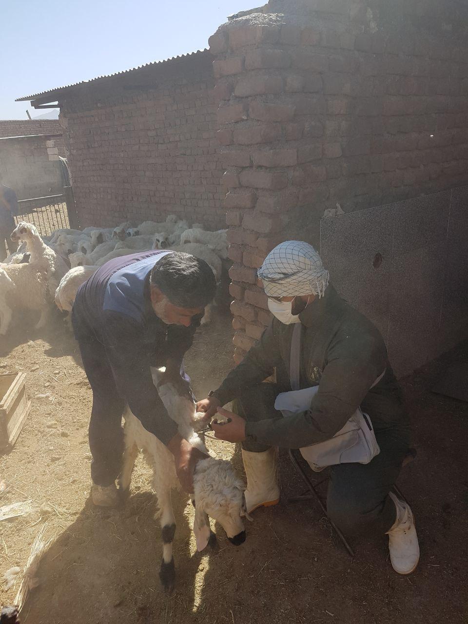 واکسیناسیون 391 هزار رأس دام علیه تب مالت