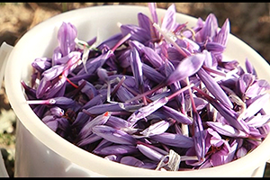 مدال طلای زعفران ایرانی به گردن کدام کشور؟! مدال طلای زعفران ایرانی به گردن کدام کشور؟!