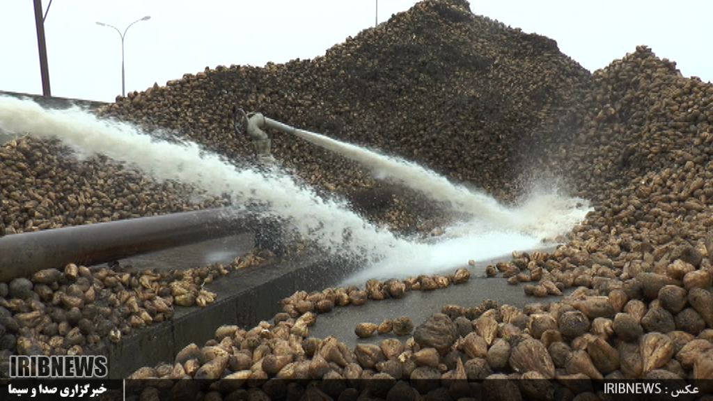 پیش بینی افزایش 25 درصدی تولید شکر در کارخانه مغان 