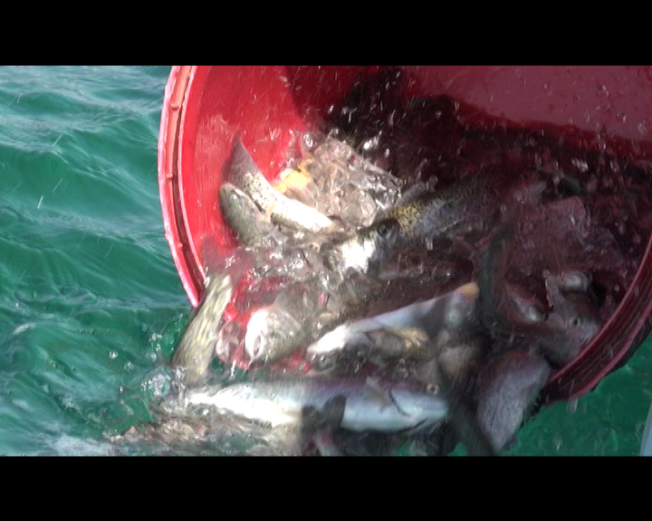 تولید ماهی در زرند