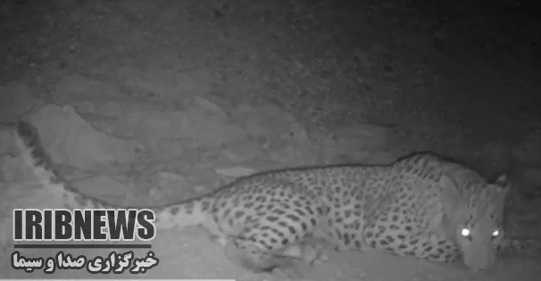 ثبت تصویر یک قلاده پلنگ در شهرستان بندرلنگه