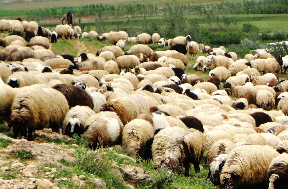 کوچ پاییزه پنج هزار و 300 خانوار عشایر خراسان شمالی