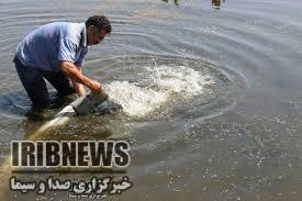 رها سازی بچه ماهی در دریاچه طبیعی آلوت رها سازی بچه ماهی در دریاچه طبیعی آلوت