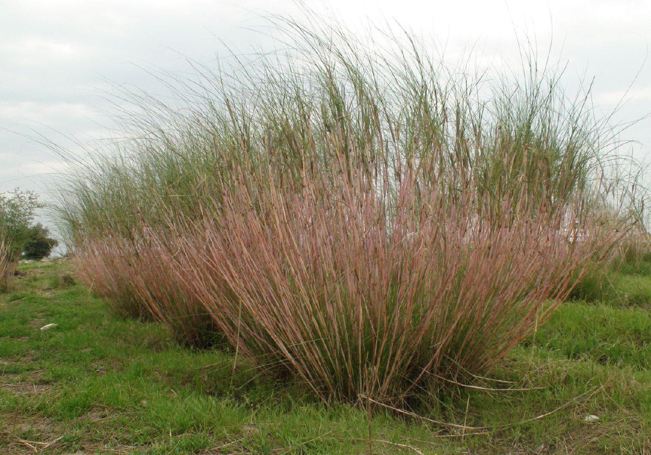 گزارش مکتوب...خوش نگاری قلم نی دزفول