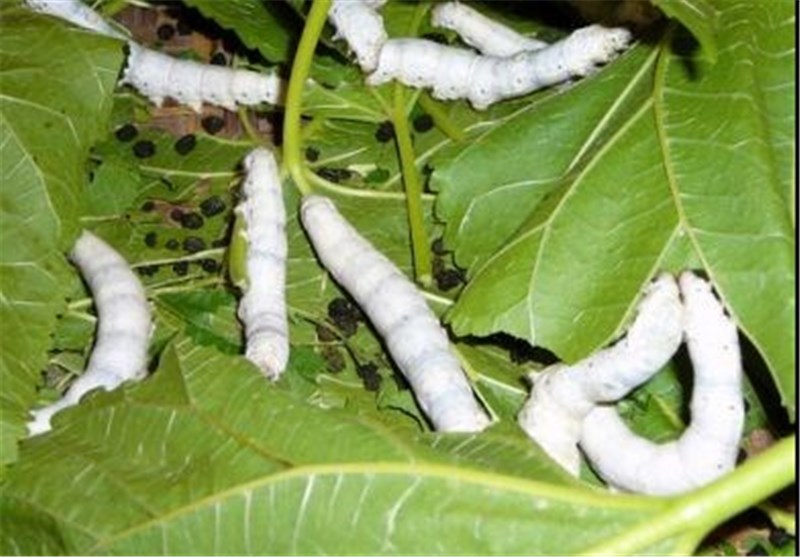 برداشت بیش از هزار کیلوگرم پیله&zwnj;تر ابریشم در فارس