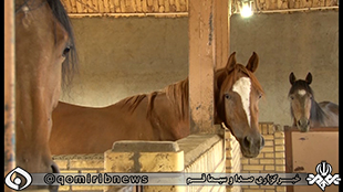 گزارش جلالی اسب اصیل عربی