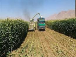 برداشت مرحله دوم ذرت علوفه ای در مه ولات