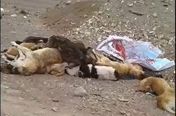 پرونده سگ کشی در شهرک صنعتی اشتهارد تشکیل و راهی مرحله تحقیقات شد.