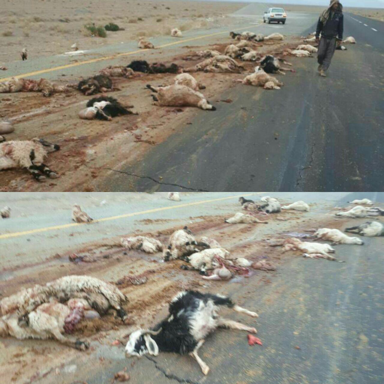 تریلری که 60 گوسفند را زیر گرفت