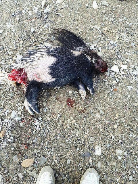 تلف شدن یک سر تشی وحشی در شهرستان ملکشاهی