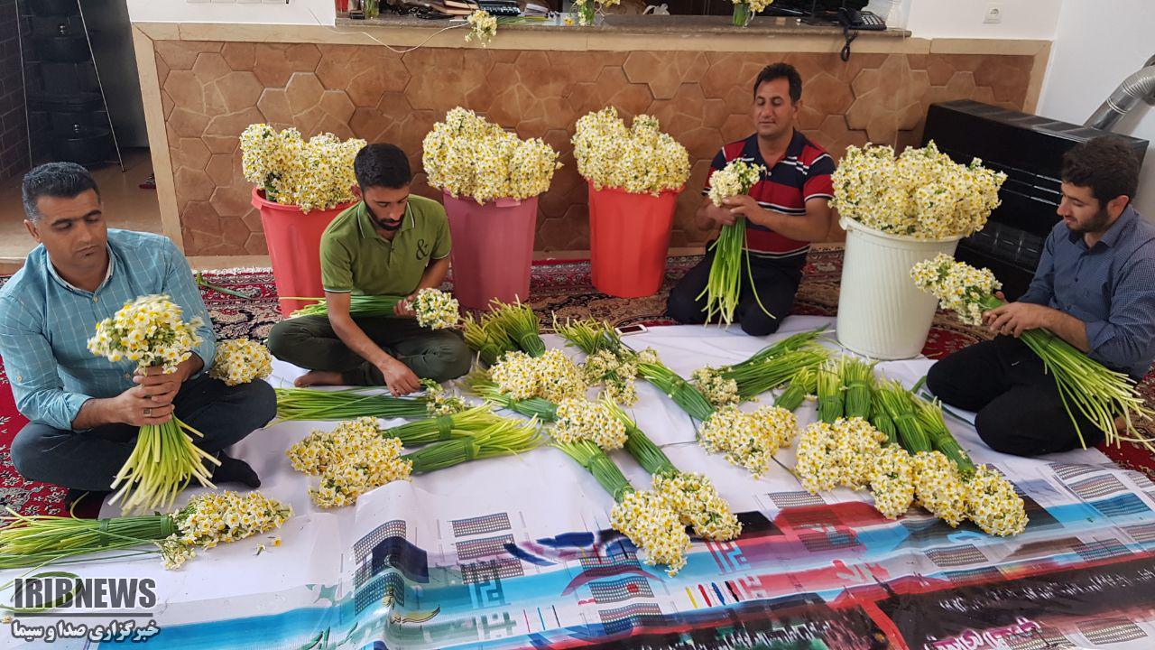 برداشت گل نرگس از نرگس زار&zwnj;های خفر