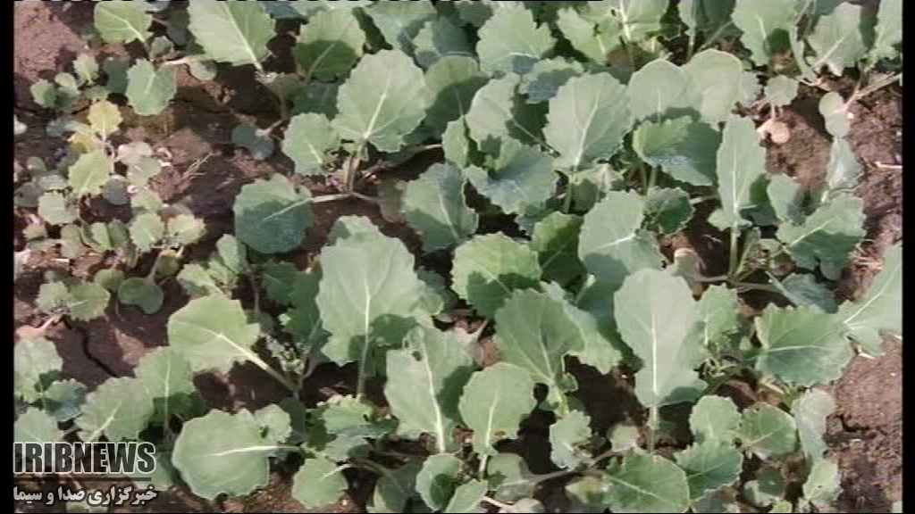 تمدید کشت کلزا تا دهم آذر