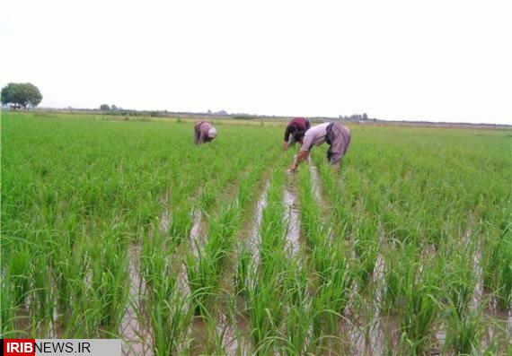 ممنوعیت کشت برنج در شهرستانهای هرسین و صحنه ممنوعیت کشت برنج در شهرستانهای هرسین و صحنه