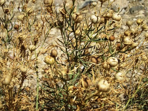 گیاهان معجزه گر