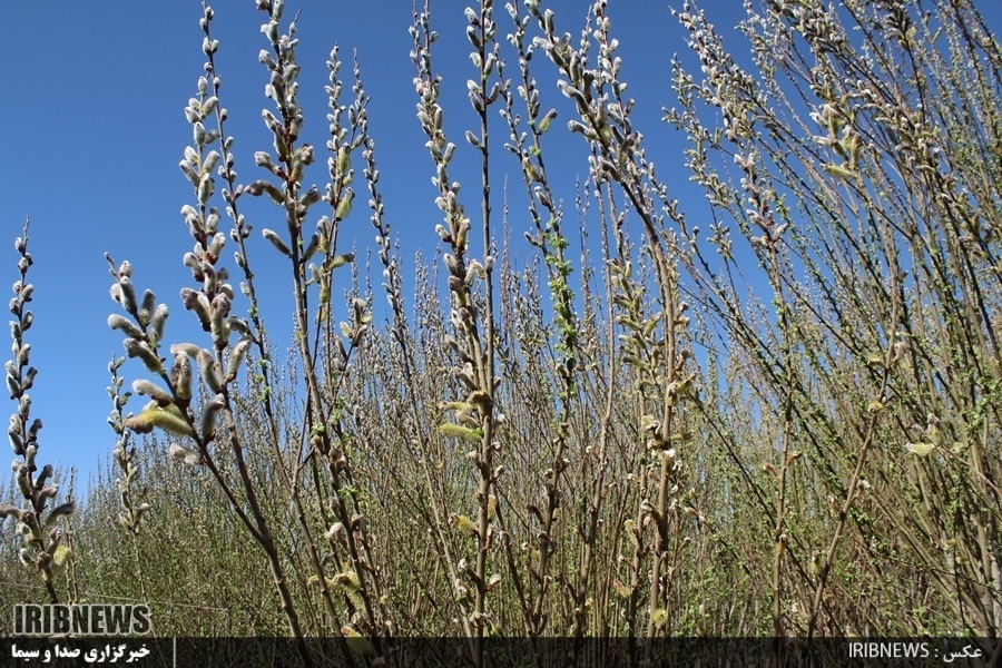 تولید بیش از پنج هزار تن عرق بیدمشک در میمند