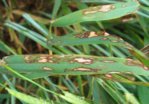 شیوع سِن گندم در بردسیر