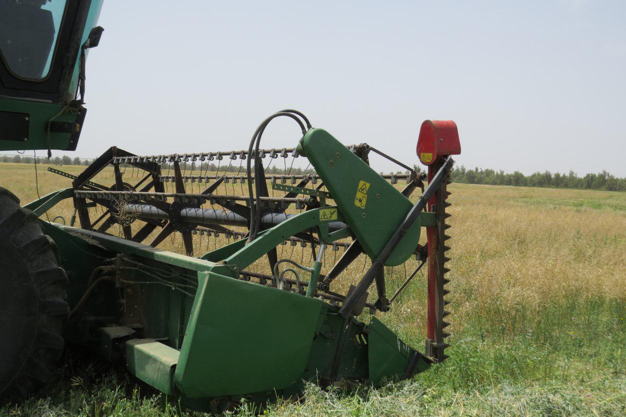 افزایش 90 درصدی تولید کلزا در ریگان