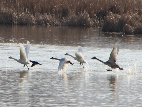 سواحل ارس مغان ، بهترین مقصد گردشگری در فروردین ماه