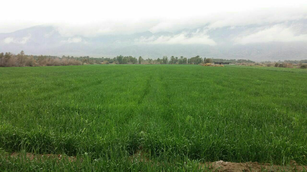 آغاز دوم مقابله با آفت سن گندم در مزارع ارزوئیه