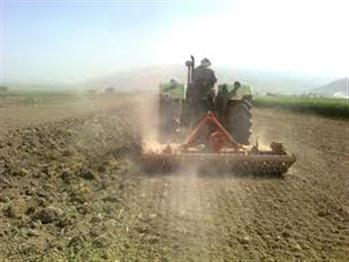 بذرنامناسب بلای جان گندمکاران فاریابی