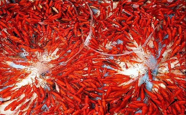 شهروندان ماهیهای قرمز خود را به مراکز تعیین شده تحویل دهند شهروندان ماهیهای قرمز خود را به مراکز تعیین شده تحویل دهند