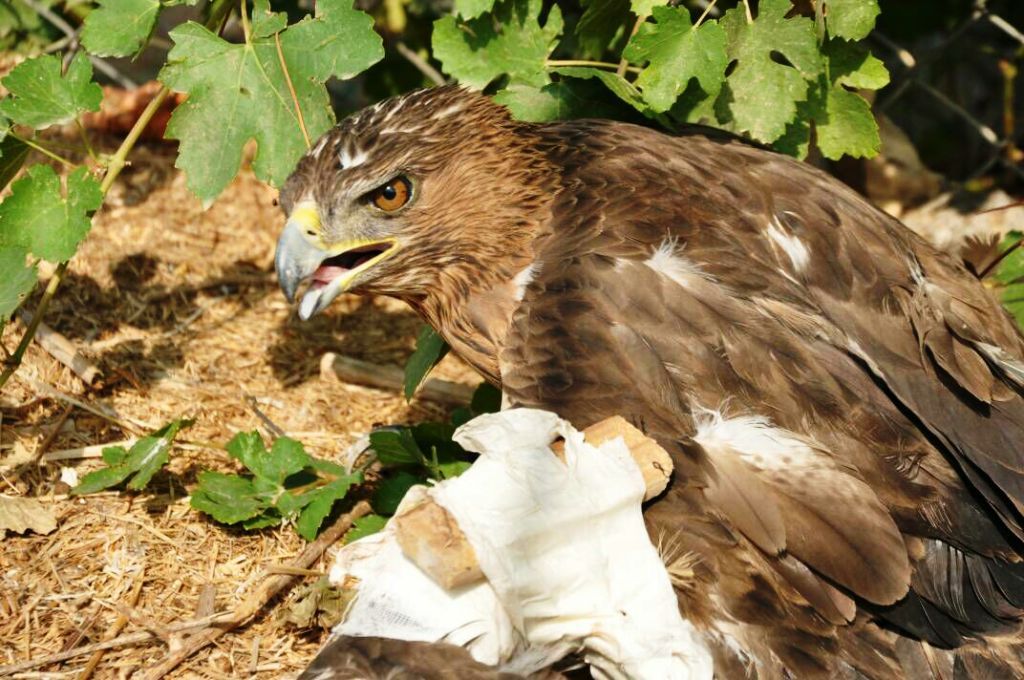 تحویل پرنده شکاری به محیط زیست