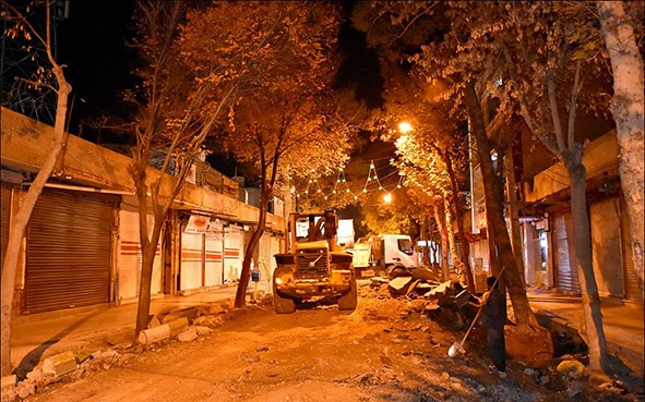 قطع 100 اصله درخت نارون و کاج قطع 100 اصله درخت نارون و کاج