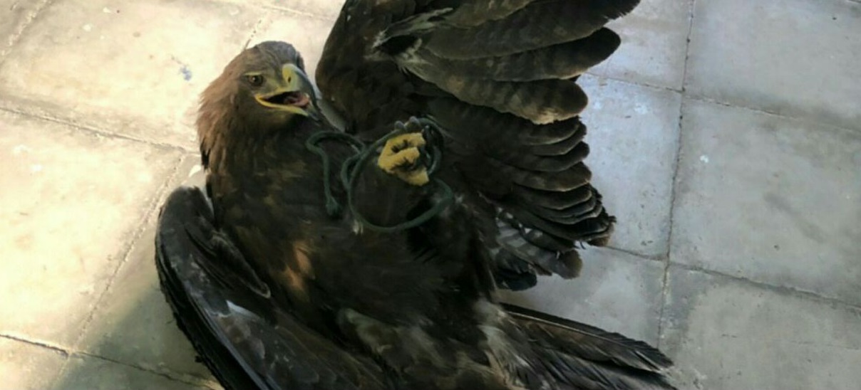 کشف یک عقاب نادر و ارزشمند از قاچاقچیان .