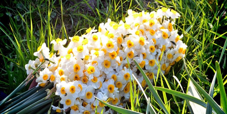 فارس مقام نخست تولید گل نرگس در کشور