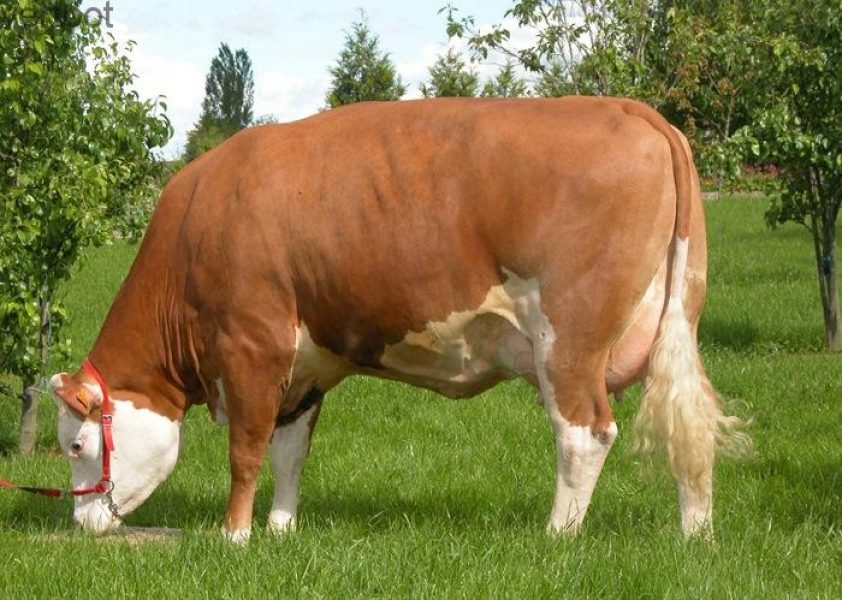 تولید اسپرم نژاد سمینتال در آمل