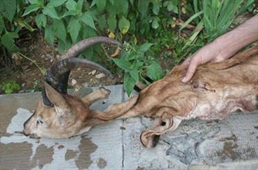 دستگیری کلاهبرداران ۳۰ میلیاردی