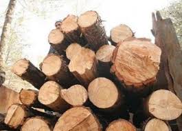 قاچاقچیان چوب به دام پلیس افتادند