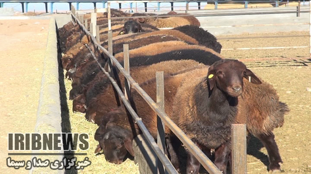 تولید 10 هزار راس گوسفند چندقلوزا در زنجان