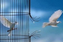 آزادی 300 زندانی جرائم غیرعمد استان آزادی 300 زندانی جرائم غیرعمد استان