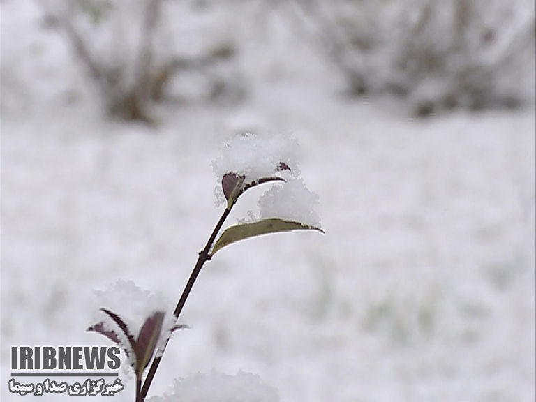ثبت بارش 169 میلی متری درزنجان