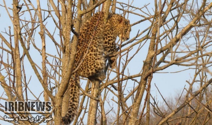نجات یک قلاده پلنگ نابالغ در گرگان