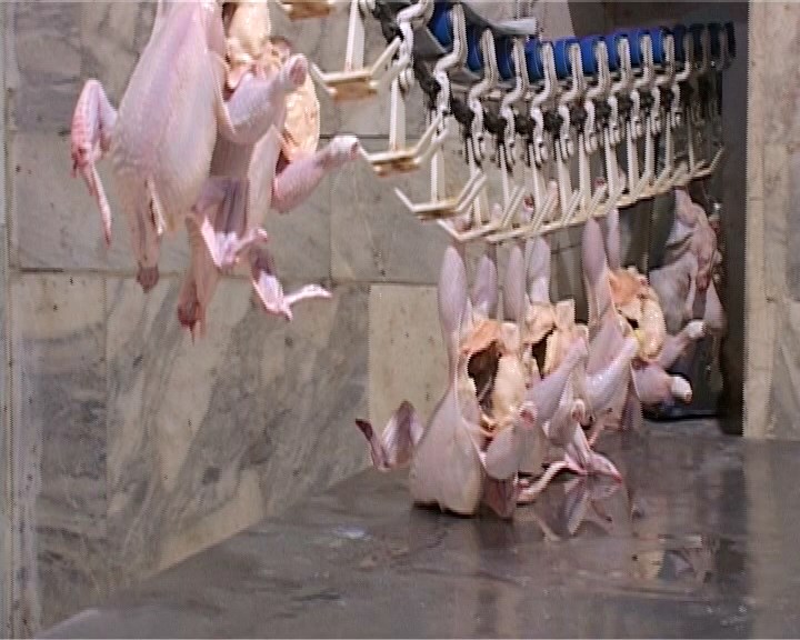 بهره برداری از طرح توسعه کشتارگاه صنعتی مرغ گلپایگان و خوانسار