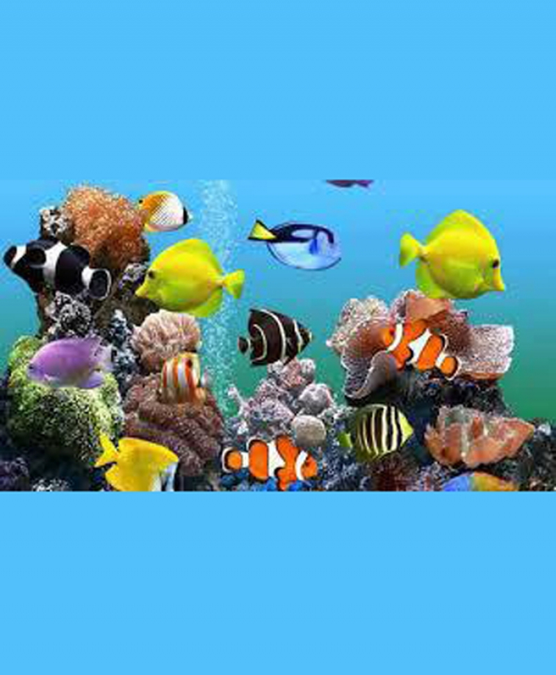 شیراز میزبان نخستین نمایشگاه شیلات